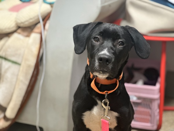 FOUND IN NYC NOW AT NYC ACC.  Name : Bramble* Please keep in mind the name of the animal given by care center workers at intake may not match your pets name, especially if found as a stray with no source of identification. Animal ID 231836, Type Dog, Sex Male, Spayed / Neutered, No Color, Black Age, Junior Found. Location Amsterdam Avenue, NEW YORK, 10027, Breed Medium Mixed Breed Cross Date Found 7/12/2025, Animal Identification Animal ID: 231836. Pease take note of the Animal ID before contacting us.